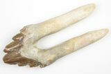 Fossil Primitive Whale (Basilosaur) Premolar Tooth - Morocco #215101-1